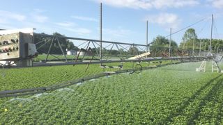 Les besoins en eau pour l’irrigation des cultures deviennent plus importants avec l’augmentation de la température et les épisodes de pics de chaleur de plus en plus fréquents. © Léna Hespel